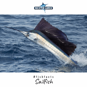 Fish-Facts-1024x1024