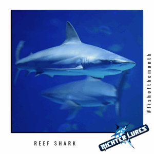 Fish-of-the-month1-1024x1024