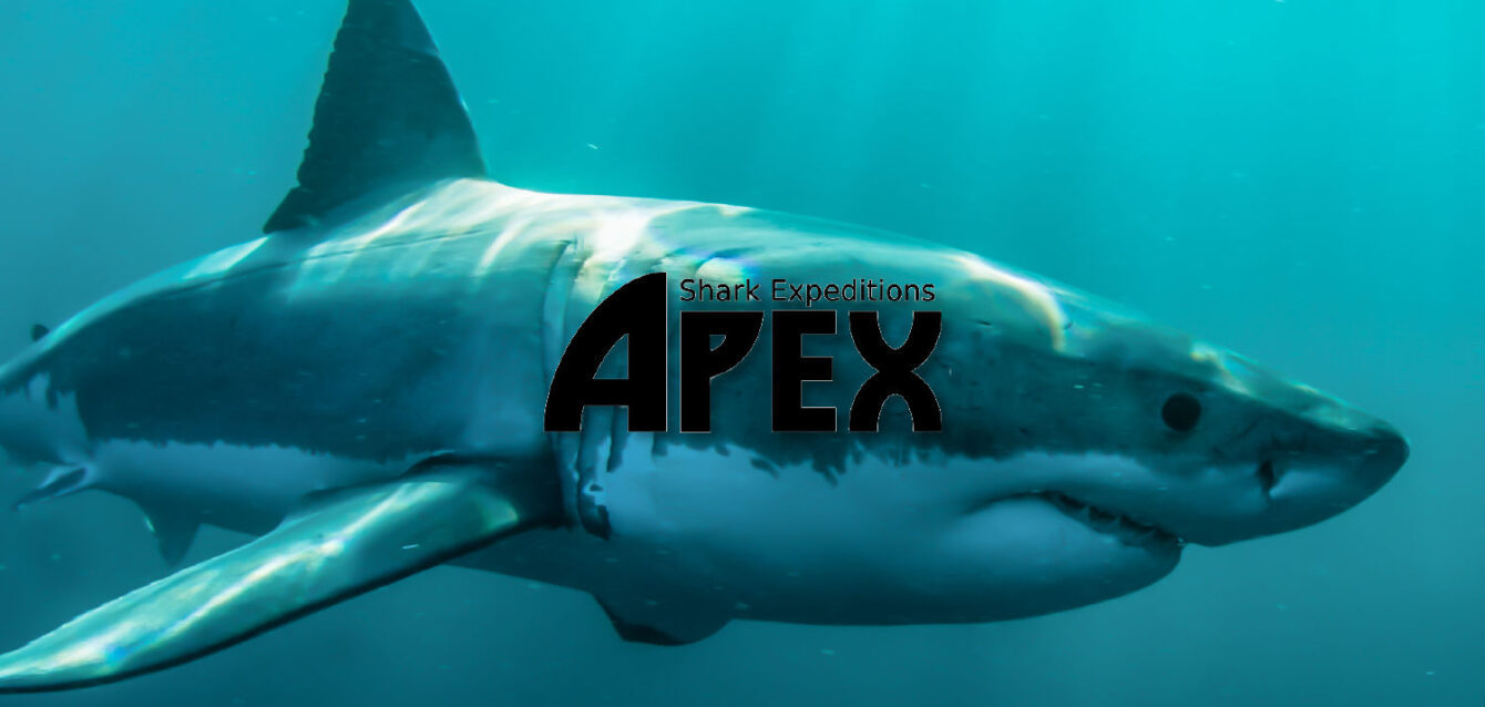 case-study-thumbnail-apex-012