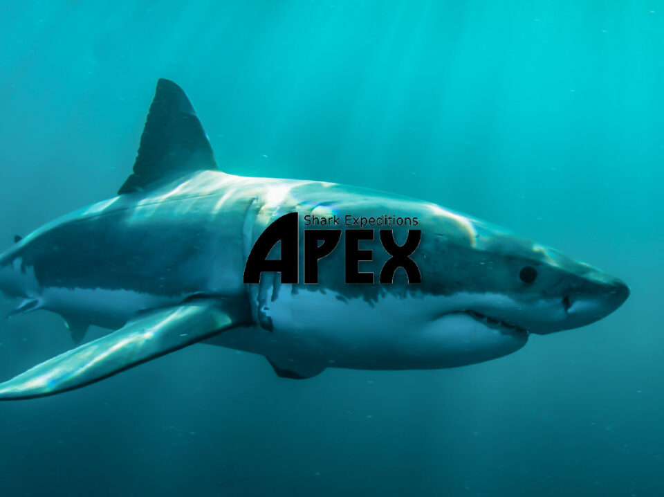 case-study-thumbnail-apex-012